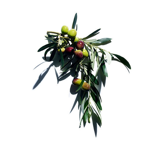 Olive tree-Organic olive oil-Olea europaea (olive) fruit extract