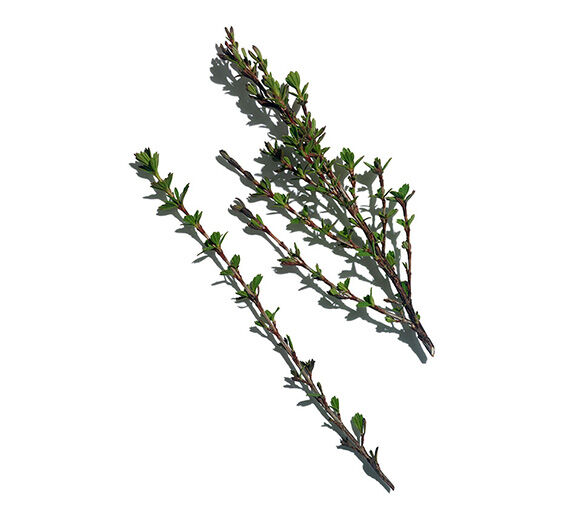 Myrothamnus-Myrothamnus extract-Myrothamnus flabellifolia leaf/stem extract