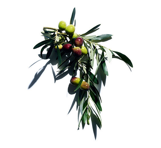 Olive tree-Olive tree extract-Olea europaea (olive) fruit oil