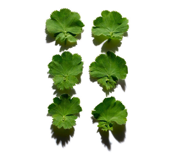 Lady’s mantle-Lady’s mantle extract-Alchemilla vulgaris extract