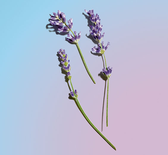 Lavender-Organic lavender essential oil-Lavandula angustifolia (lavender) oil