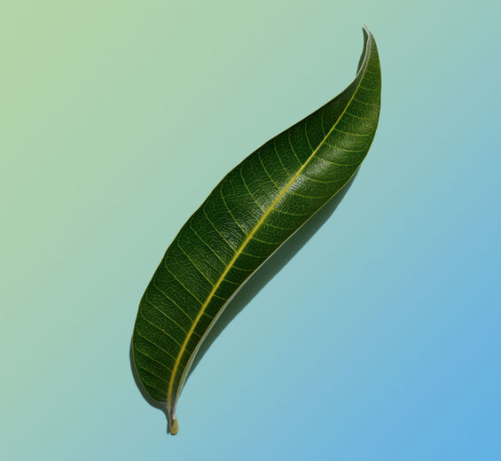 Mango tree-Mango leaf extract-Mangifera indica (mango) leaf extract