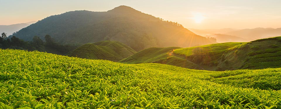 White tea plant in its natural habitat