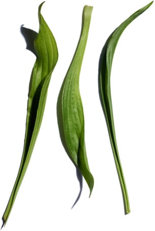 Narrow-leaf plantain