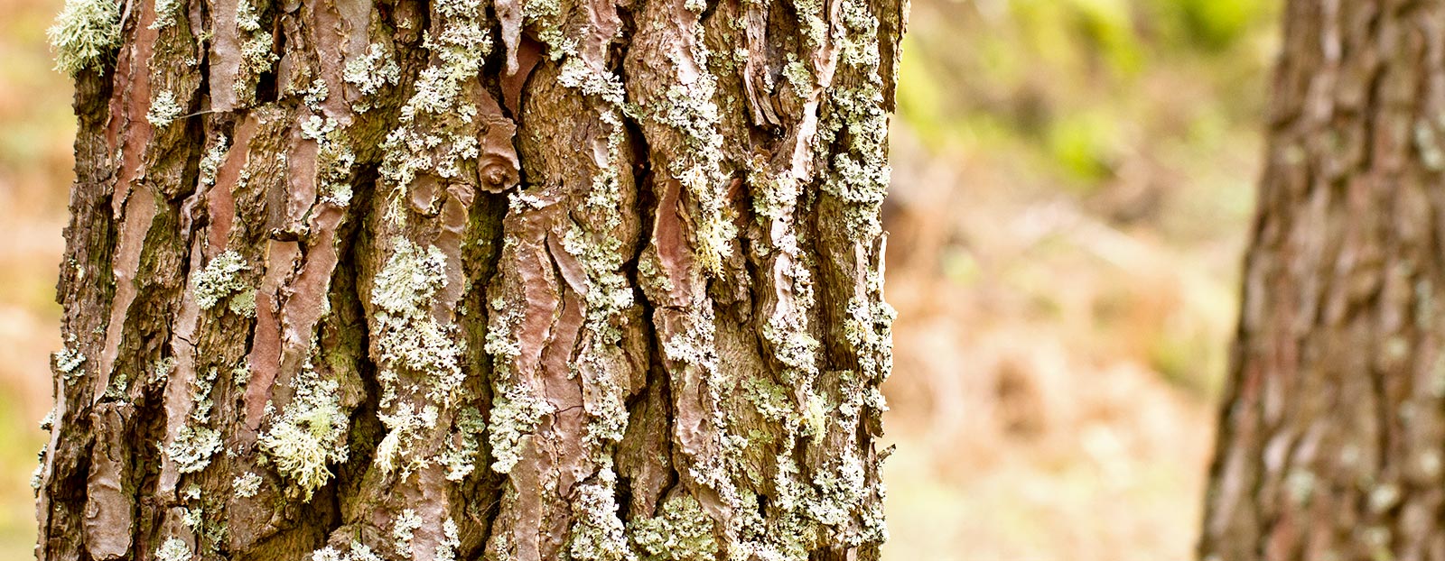 Maritime Pine in its natural habitat