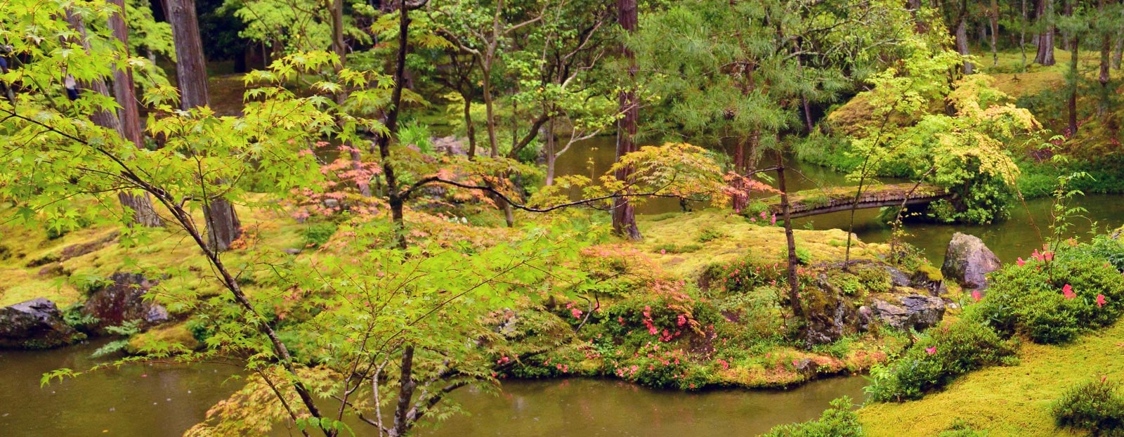 Albizia in its natural habitat