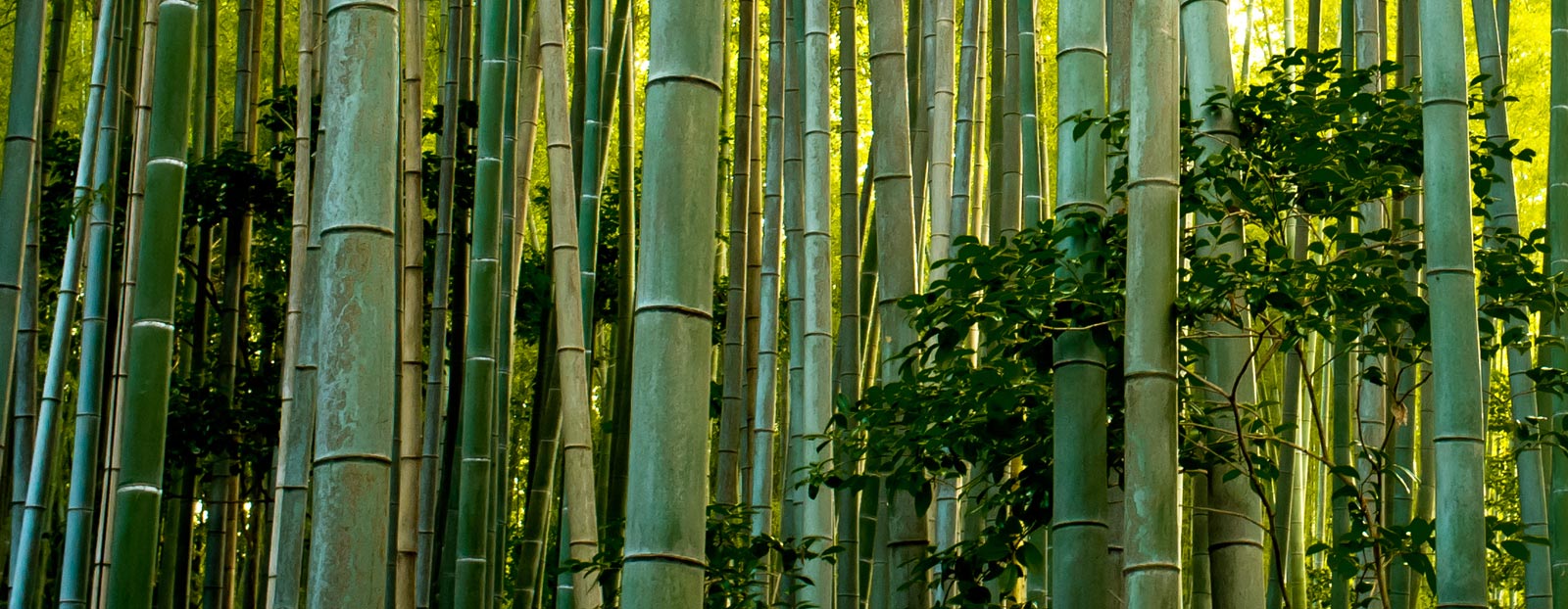 Bamboo in its natural habitat