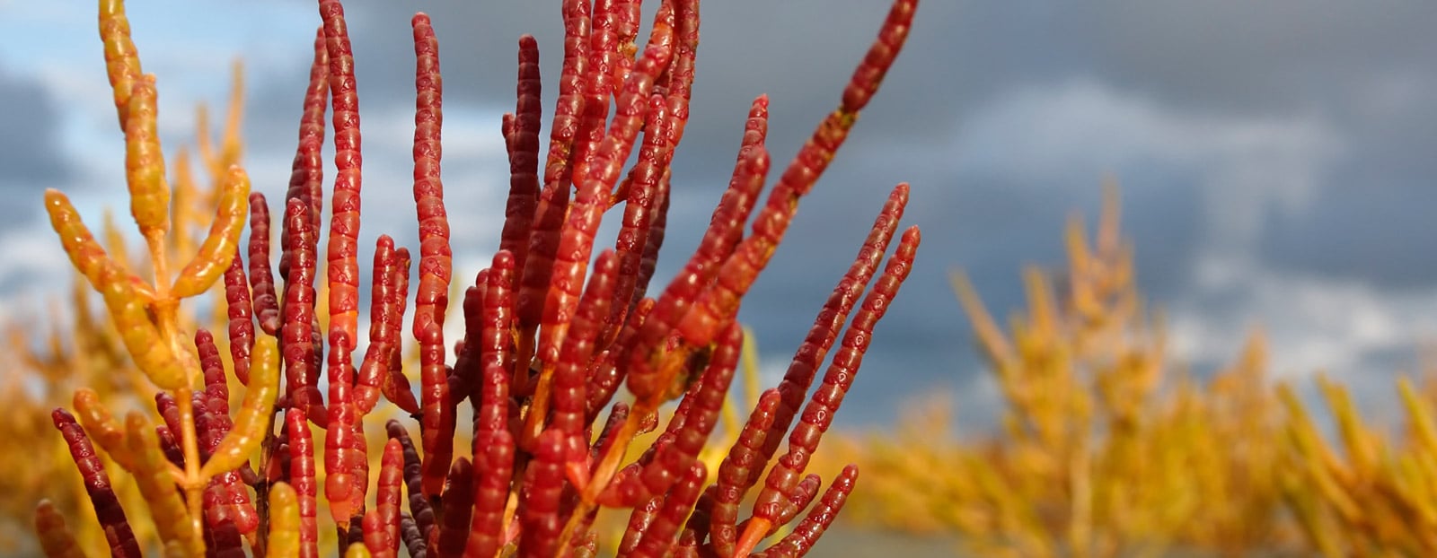 Salicornia in its natural habitat