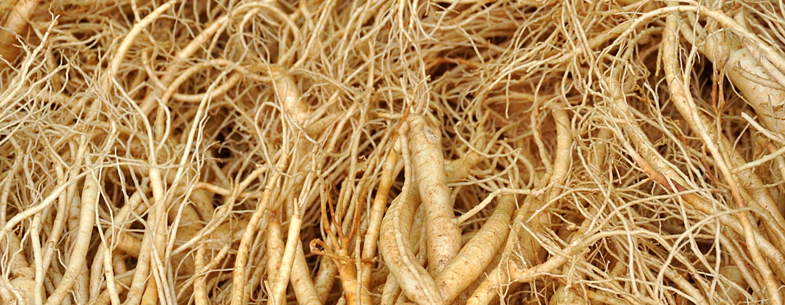 Ginseng in its natural habitat