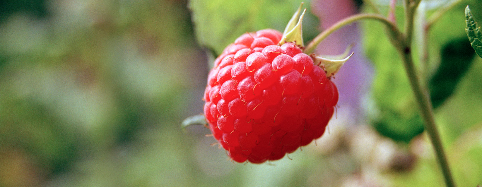 Raspberry bush in its natural habitat