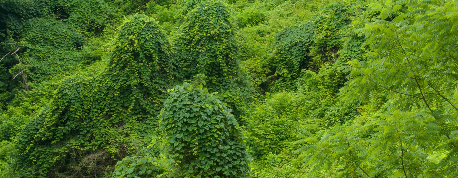 Pueraria lobata in its natural habitat