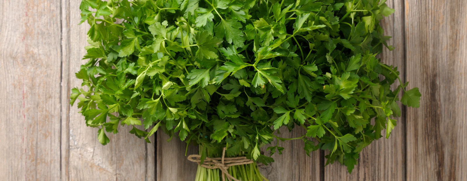 Parsley leaf