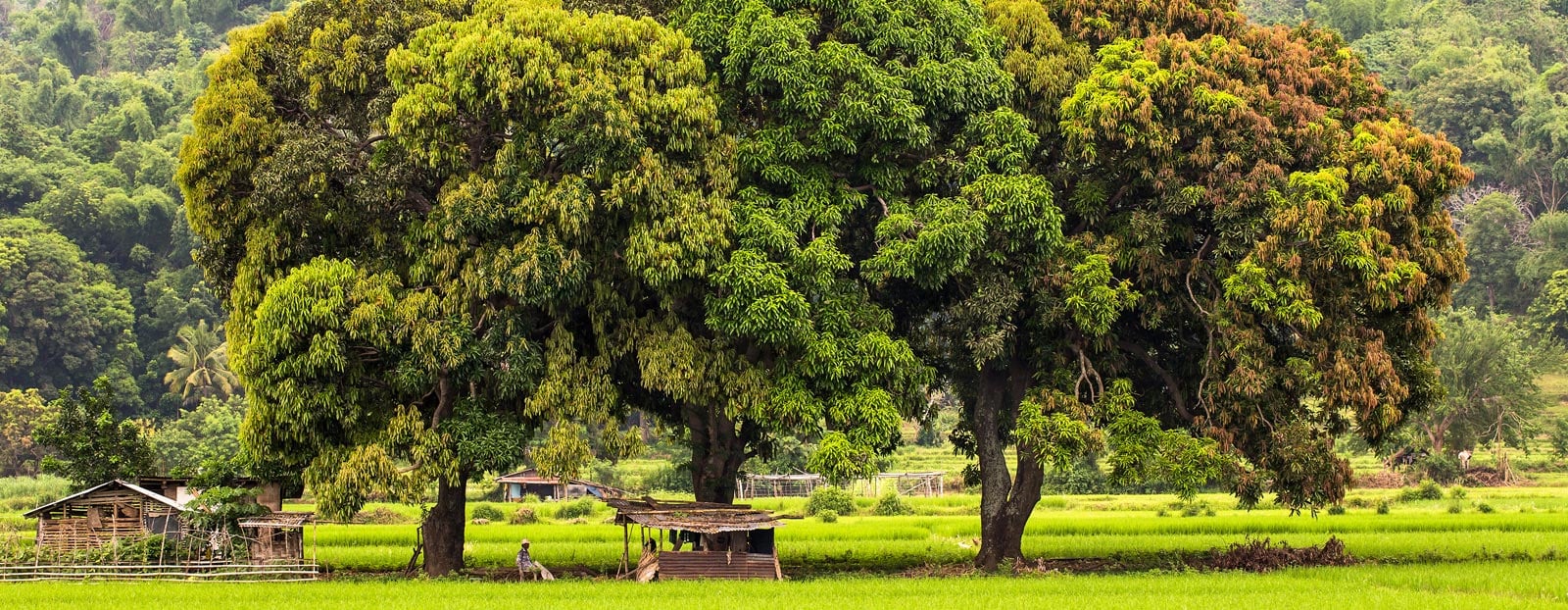 Mango tree in its natural habitat